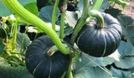 网红大嘴吃瓜图片,网红美食瞬间走红网络