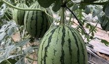 吃瓜最新 网红排行榜