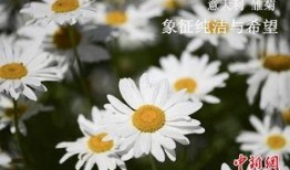 雏菊 在线观看,浪漫与复仇交织的青春旋律