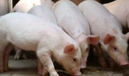 给猪灌泥浆爆料视频大全,视频爆料背后的残酷现实