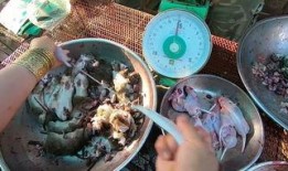 食物爆料视频大全最新版,食物爆料视频大全盘点