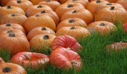 网红吃瓜颜色代表什么,一窥网络舆论背后的真相