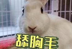 抖音吃瓜网红美女是谁图片,揭秘网络红人的魅力瞬间