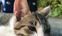 爆料怀孕小故事视频播放,揭秘视频中的温馨孕育故事