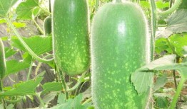 网红大嘴吃瓜图片,网红美食瞬间走红网络