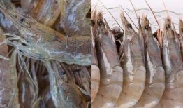 养殖海虾爆料怎么做视频,视频制作攻略全解析