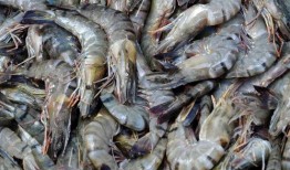 养殖海虾爆料怎么做视频,视频制作攻略全解析