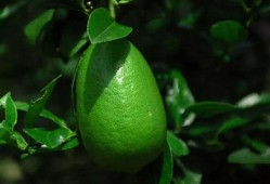 香水柠檬爆料视频下载大全,揭秘热门香氛瞬间