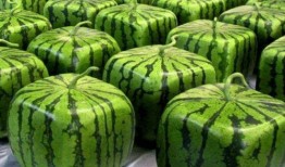 好想吃瓜免费吃瓜,免费畅享好想吃瓜的甜蜜诱惑