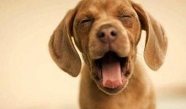 娱乐吃瓜酱狗带上牙,狗带上牙的神秘魅力揭秘