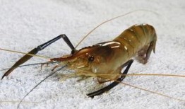 养殖海虾爆料怎么做视频,视频制作攻略全解析