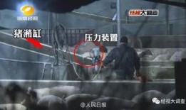 给猪灌泥浆爆料视频大全,视频爆料背后的残酷现实