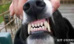 娱乐吃瓜酱狗带上牙,狗带上牙的神秘魅力揭秘