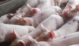 给猪灌泥浆爆料视频大全,视频爆料背后的残酷现实